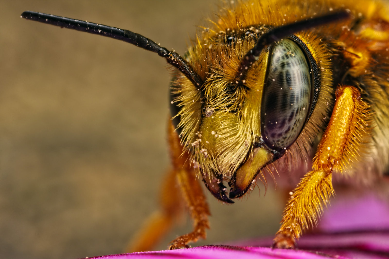 Пчела под микроскопом